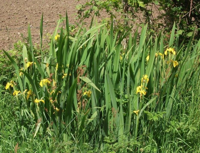 Iris des eaux Iris des eaux
