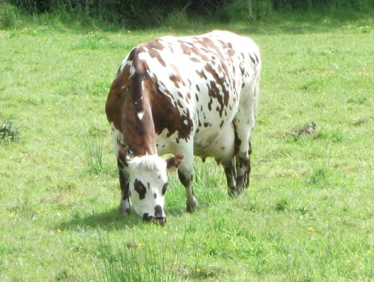 Une vraie vache normande à la robe tachetée