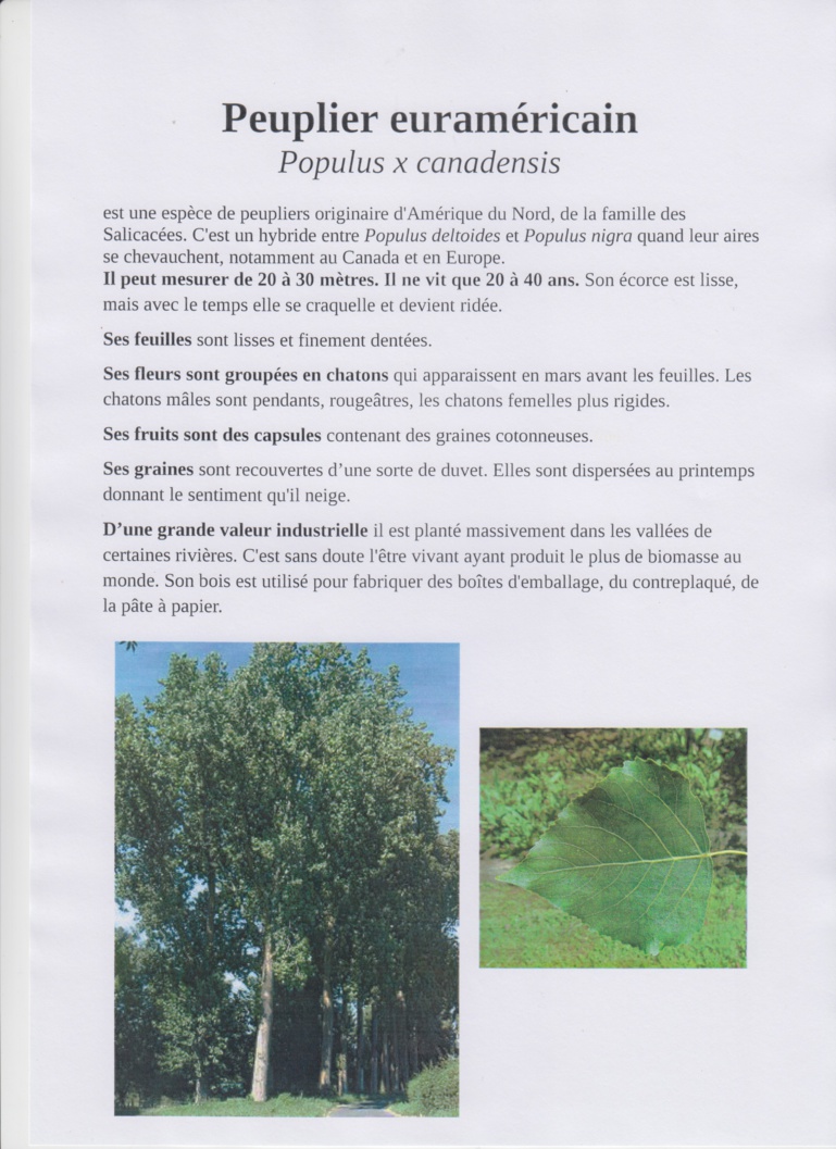 Découverte des arbres de la Bunelle