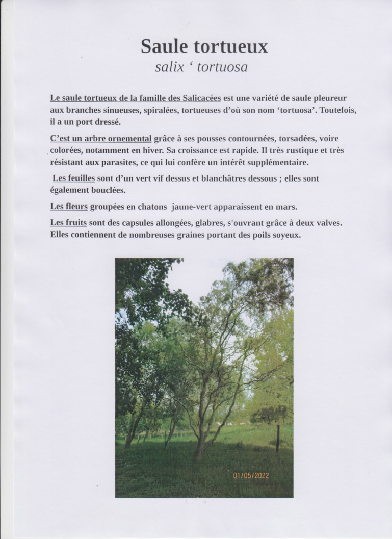 Découverte des arbres de la Bunelle Découverte des arbres de la Bunelle