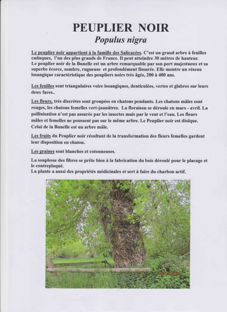 Découverte des arbres de la Bunelle