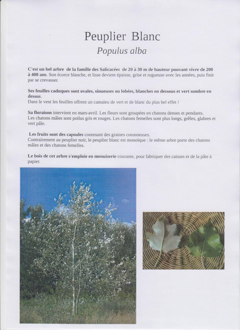 Découverte des arbres de la Bunelle Découverte des arbres de la Bunelle