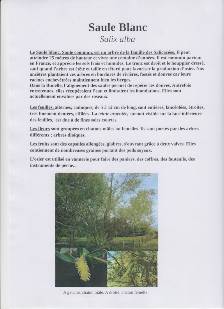 Découverte des arbres de la Bunelle Découverte des arbres de la Bunelle