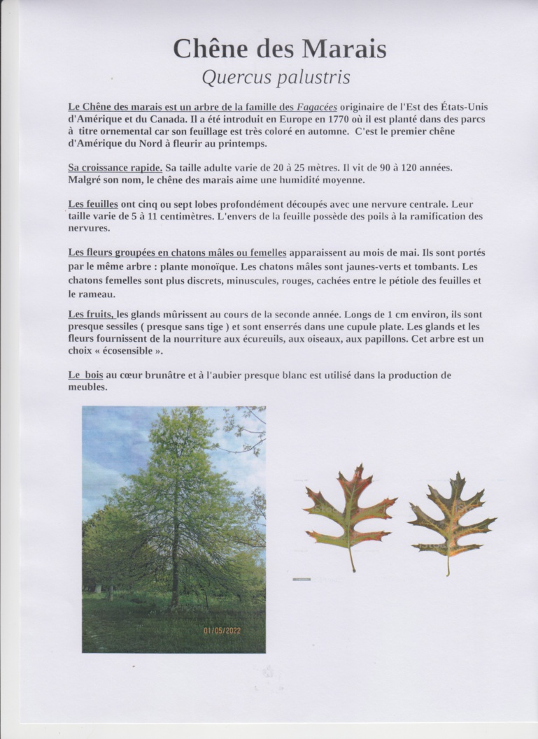 Découverte des arbres de la Bunelle Découverte des arbres de la Bunelle