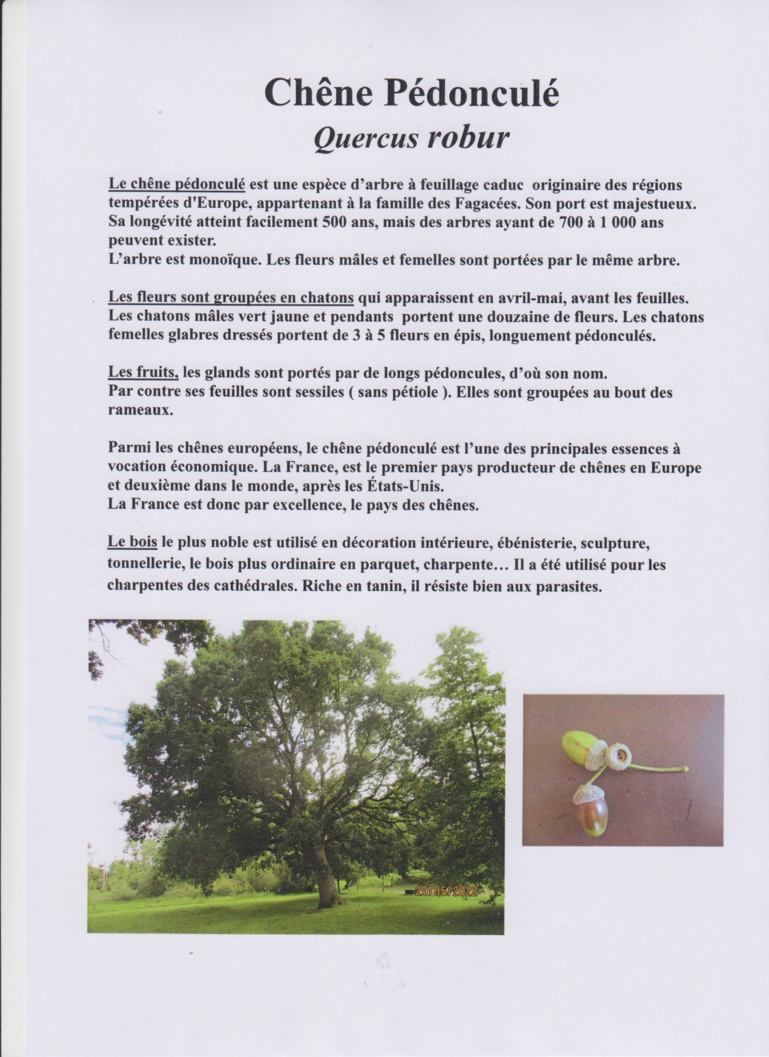 Découverte des arbres de la Bunelle Découverte des arbres de la Bunelle