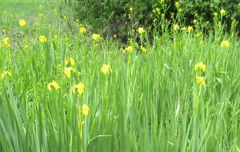 Parcelle aux iris, début de floraison