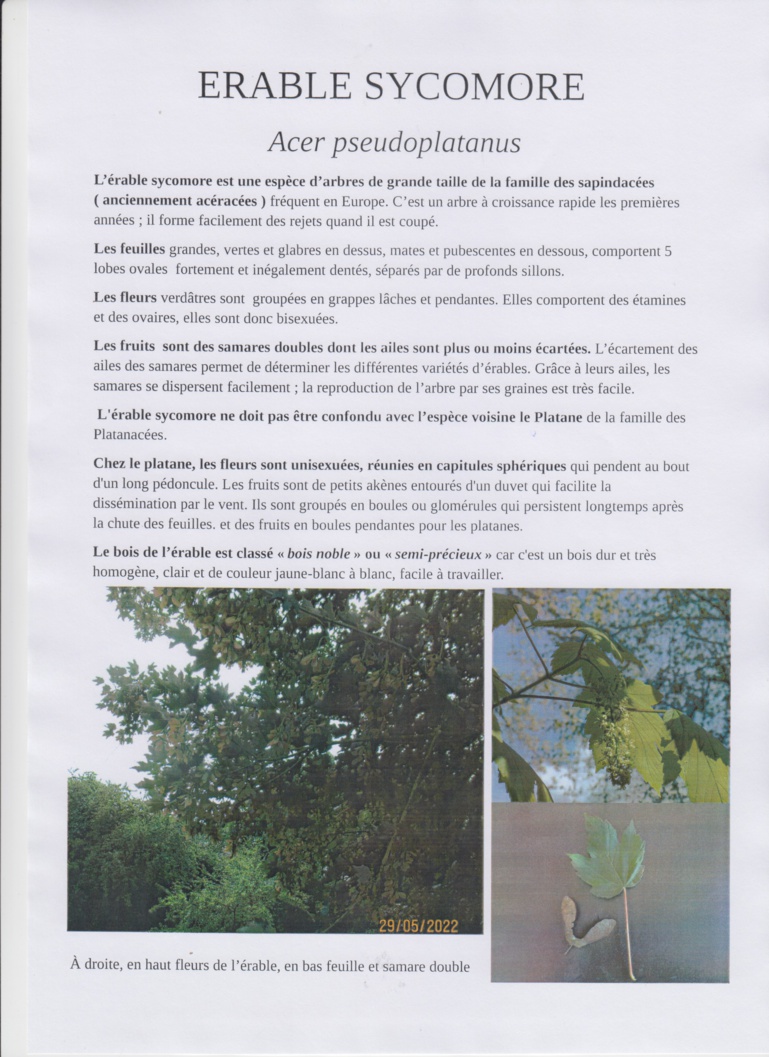 Découverte des arbres de la Bunelle Découverte des arbres de la Bunelle