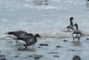 Les oies bernaches Les oies bernaches