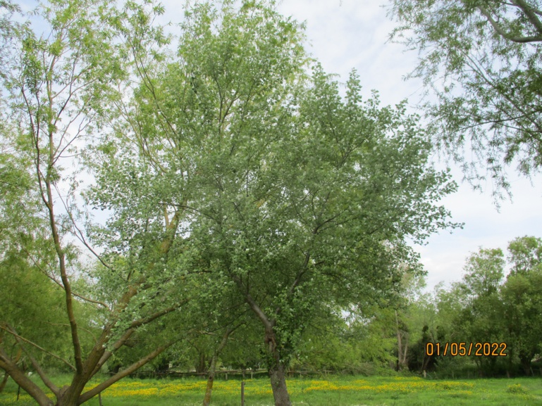 un clic pour agrandir l'image un clic pour agrandir l'image