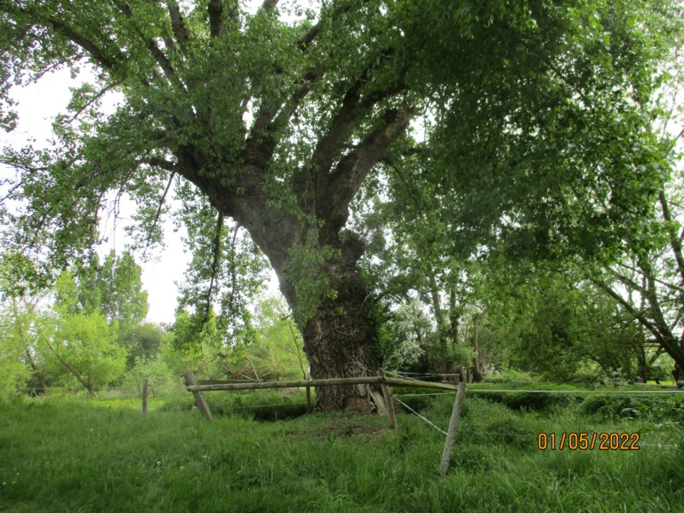 Compte rendu de l'Inventaire des arbres de la Bunelle