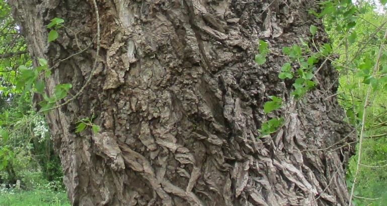 Compte rendu de l'Inventaire des arbres de la Bunelle