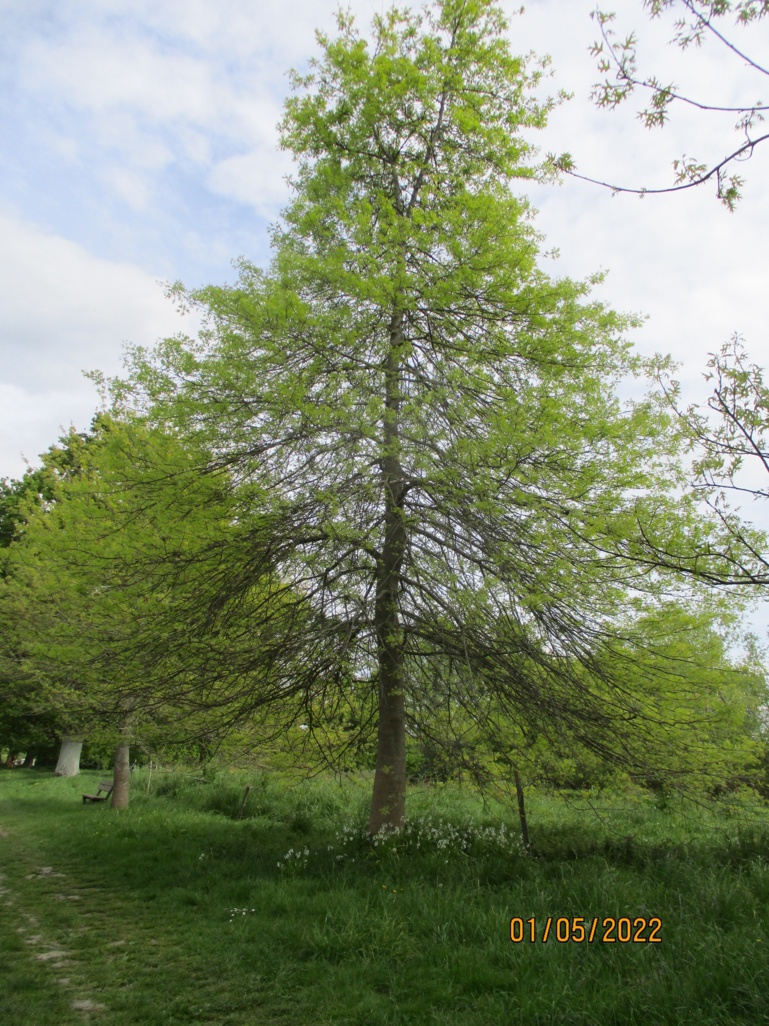 Compte rendu de l'Inventaire des arbres de la Bunelle