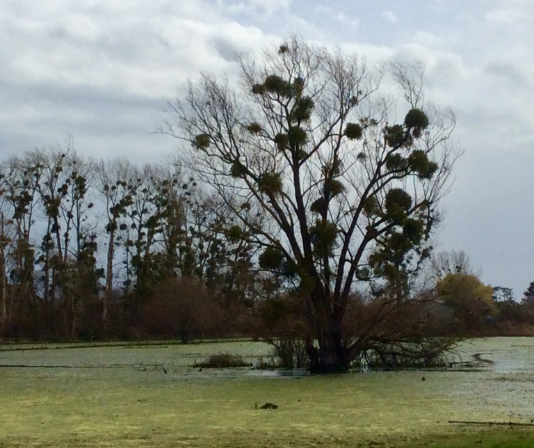 Compte rendu de l'Inventaire des arbres de la Bunelle Compte rendu de l'Inventaire des arbres de la Bunelle