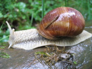 L'art au ras du sol ou les tribulations d'un escargot