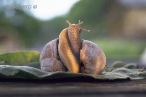 L'art au ras du sol ou les tribulations d'un escargot