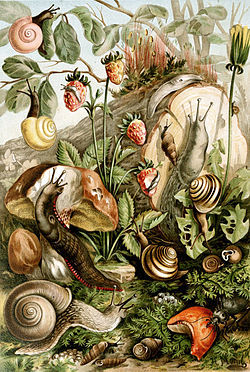 L'art au ras du sol ou les tribulations d'un escargot L'art au ras du sol ou les tribulations d'un escargot