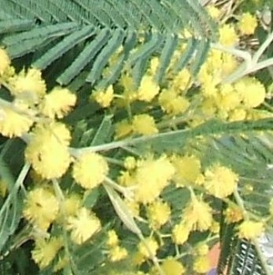 Le 16/2/2025, Fête du Mimosa à St Jean le Thomas Le 16/2/2025, Fête du Mimosa à St Jean le Thomas