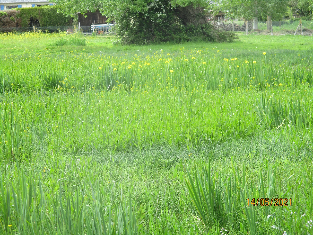 Début de floraison, la 14 mai Début de floraison, la 14 mai
