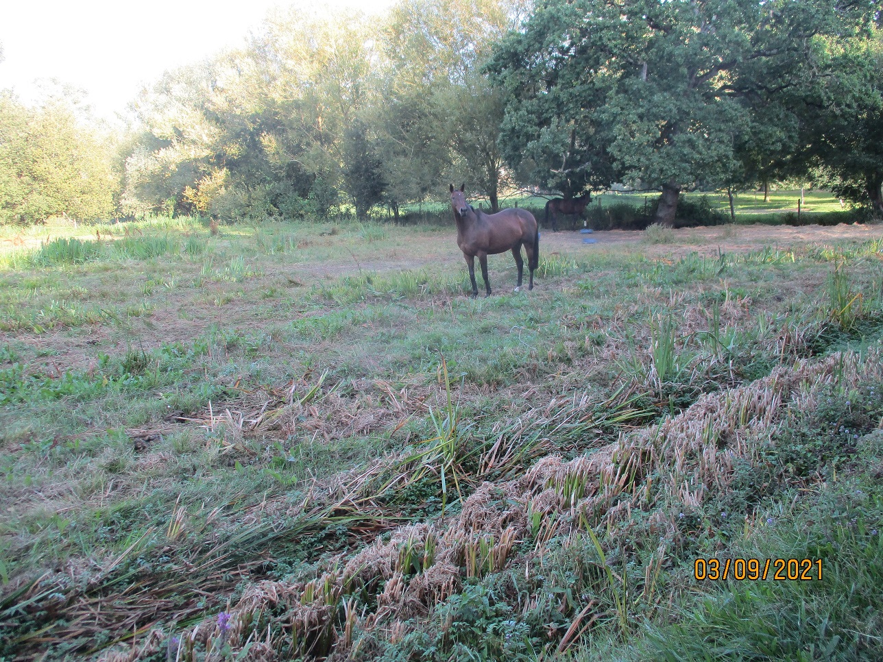 Les chevaux qui piétinent et mangent les iris non coupés, le 3 septembre