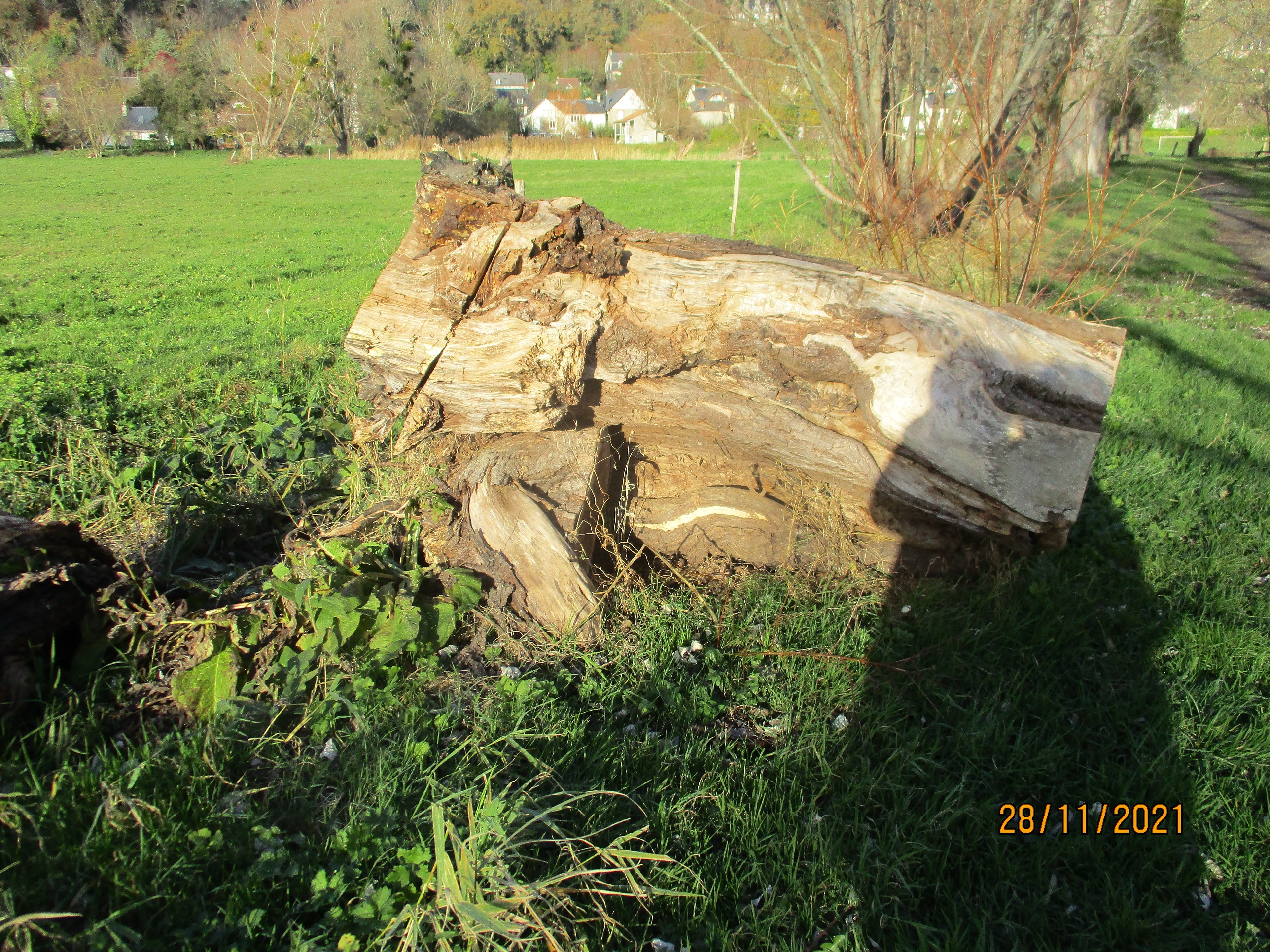 souche de saule souche de saule