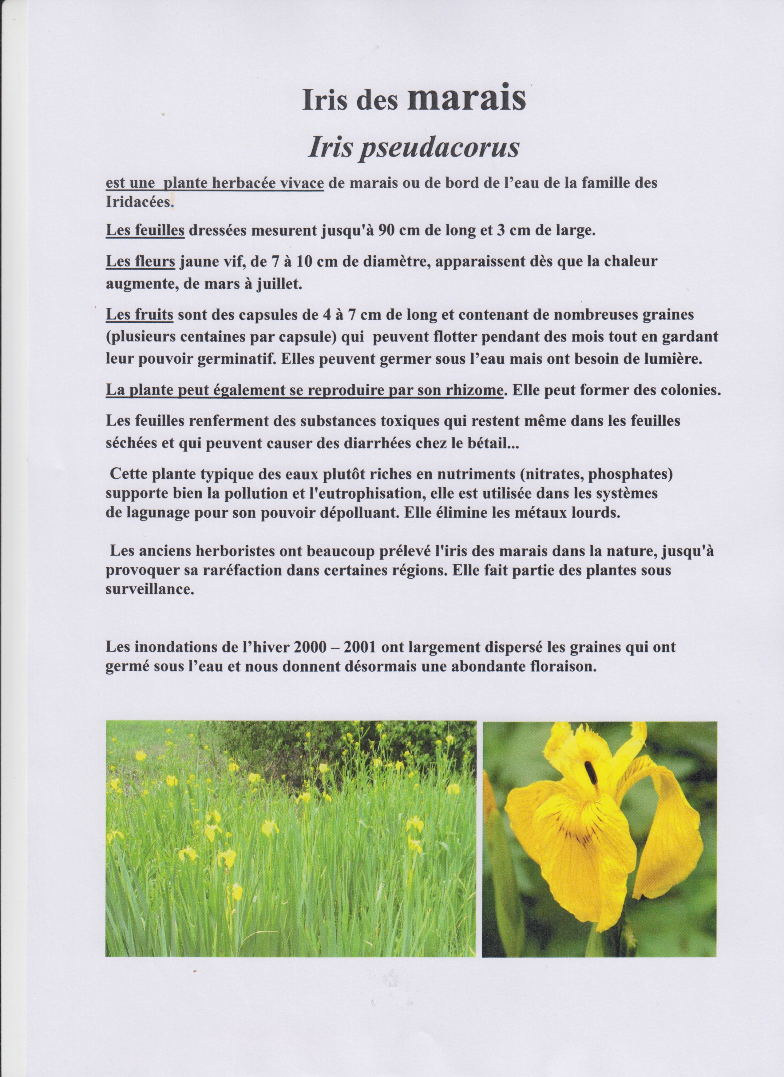 Découverte des arbres de la Bunelle Découverte des arbres de la Bunelle