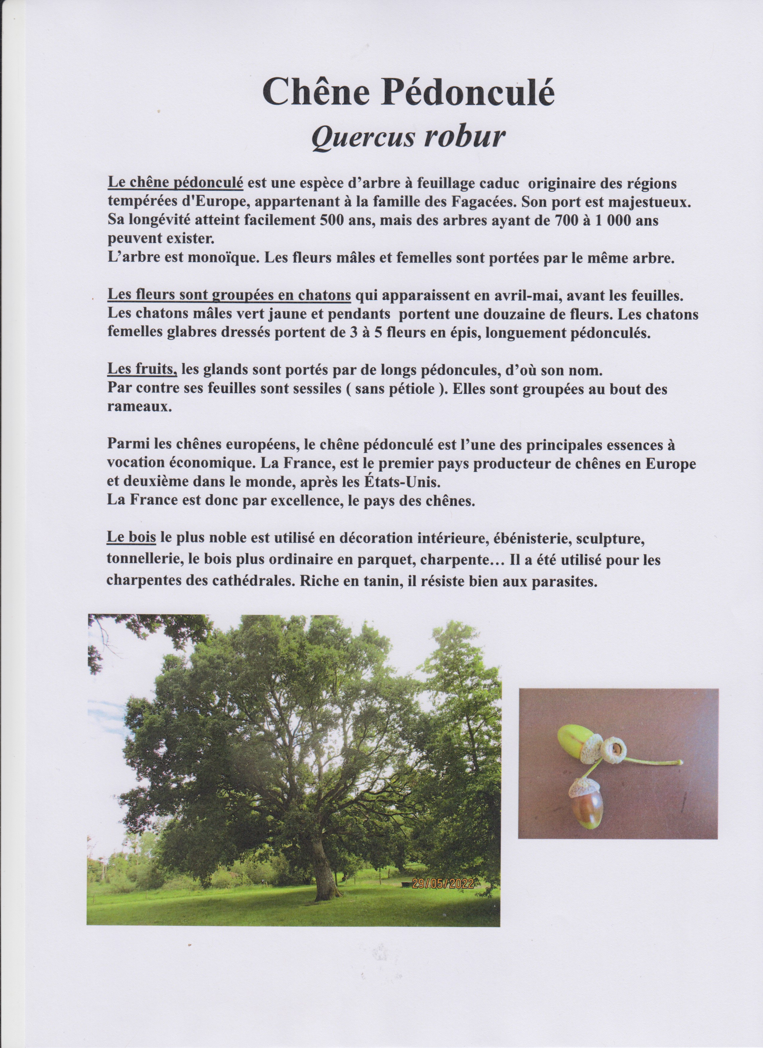 Découverte des arbres de la Bunelle Découverte des arbres de la Bunelle