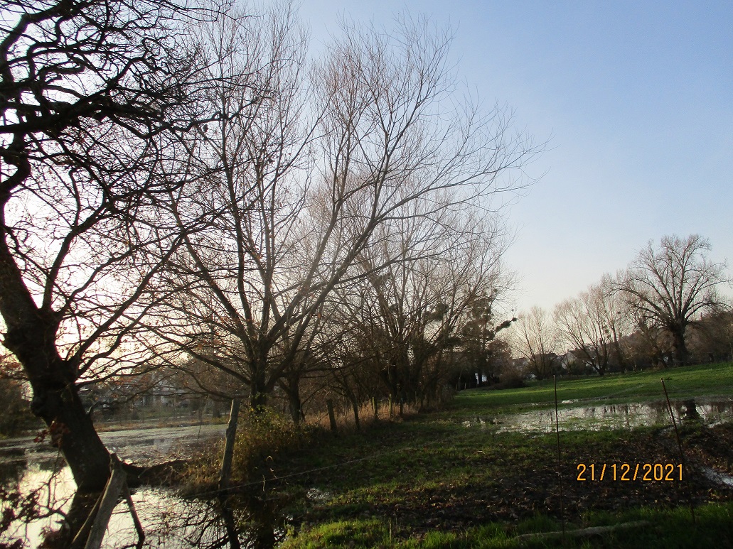 saules, le long de la Claire Douve