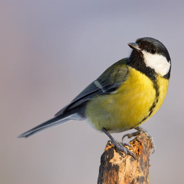 Le 23/2/2022, 17h, à l'écoute des chants d'oiseaux