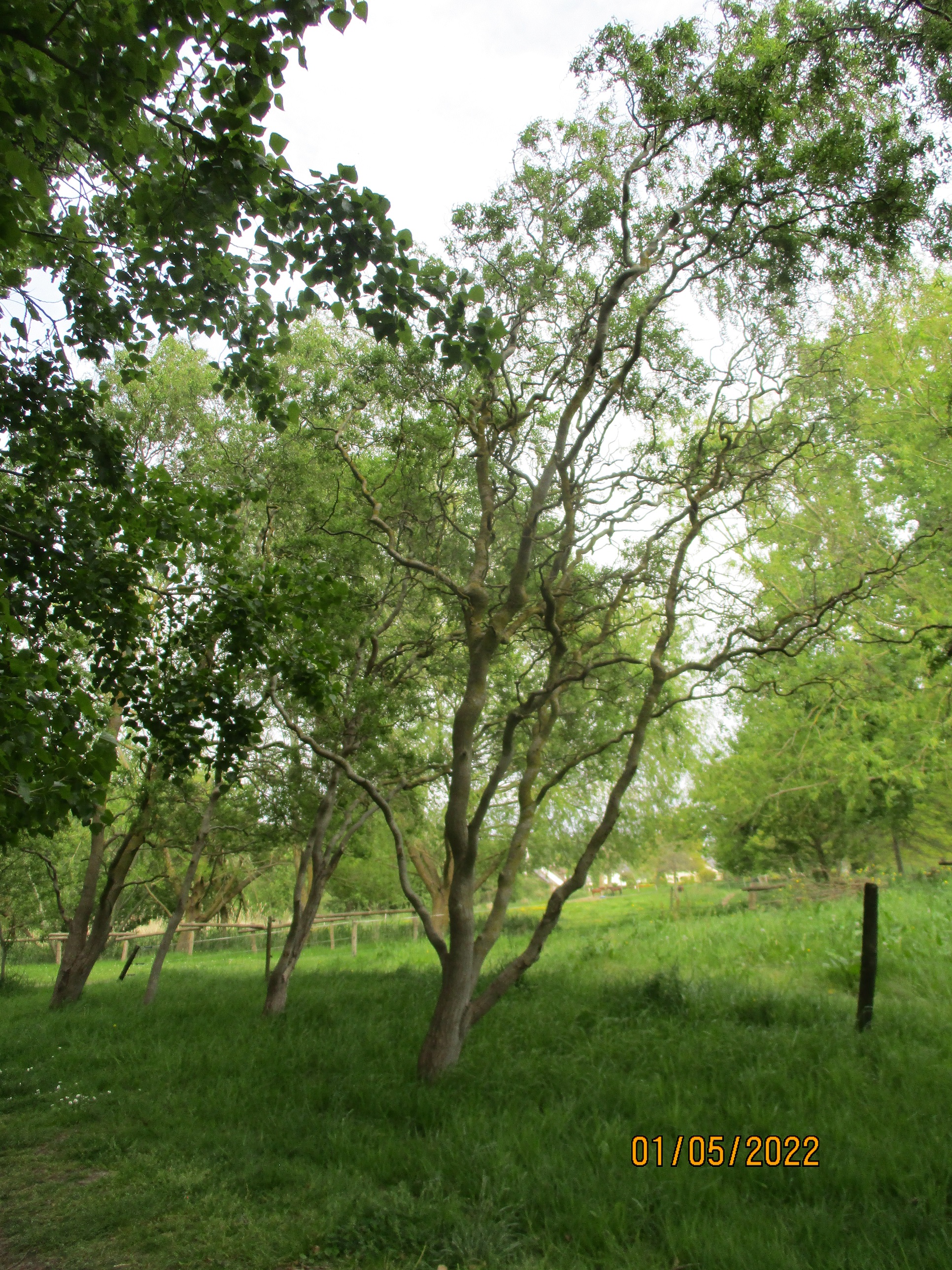 Compte rendu de l'Inventaire des arbres de la Bunelle