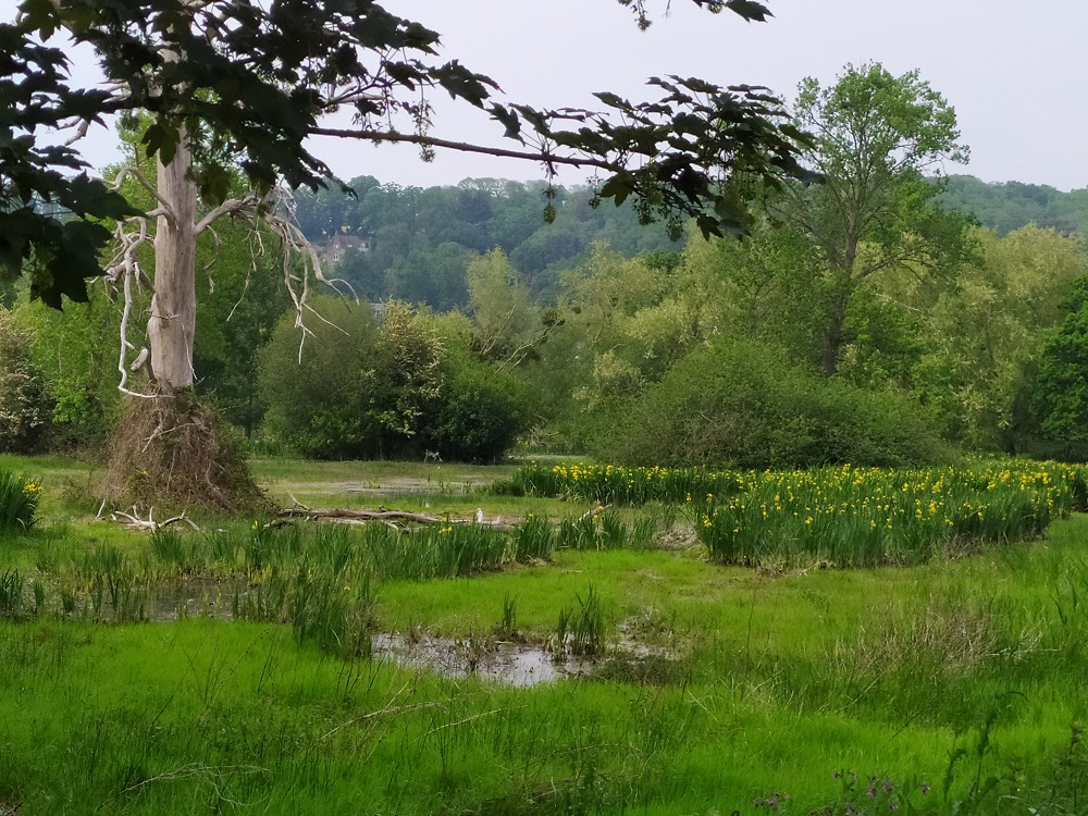Les Iris jaunes des marais fleurissent dans la Bunelle Les Iris jaunes des marais fleurissent dans la Bunelle