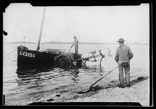 Le 14/12/2025, 15h - 17h, "la Récolte du Varech"