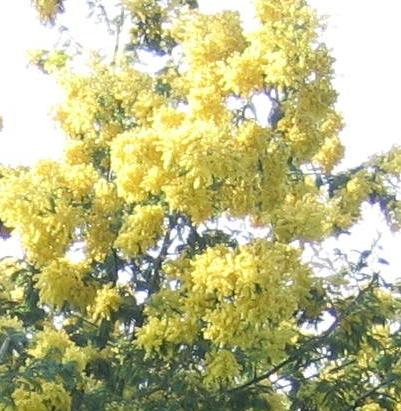 Le 22/2/2026, fête du Mimosa à Saint Jean le Thomas