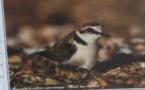 A la découverte d'un oiseau rare ! Le Gravelot à collier interrompu.