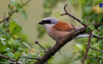 Préservons la nidification des oiseaux !