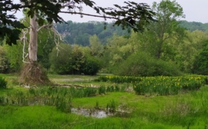 Les Iris jaunes des marais fleurissent dans la Bunelle