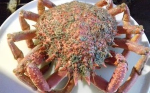 la moussette : jeune araignée de mer particulièrement délicieuse !