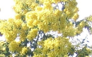 Le 22/2/2026, fête du Mimosa à Saint Jean le Thomas