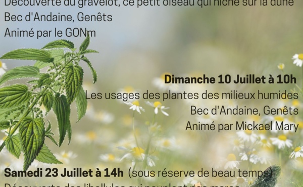 Les 6, 10 et 23/7/2022, découverte du gravelot, des plantes de milieu humide, des libelules